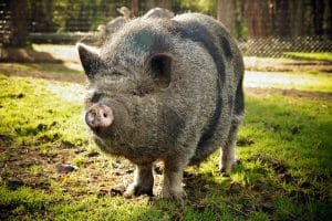 Pot-bellied pig